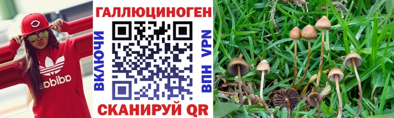 сколько стоит  Заозёрный  Псилоцибиновые грибы мицелий 